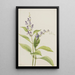 Scutellaire des bois Scutellaria serrata - Mary Vaux Walcott — ingelijst kunstwerk aan de muur