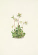 Nymphe des bois Moneses uniflora - Mary Vaux Walcott — weergave van het kunstwerk