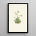 Nymphe des bois Moneses uniflora - Mary Vaux Walcott — ingelijst kunstwerk aan de muur