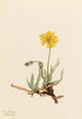 Agoséris laineuse Agoseris villosa - Mary Vaux Walcott — weergave van het kunstwerk