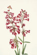 Pénstémon de Wright Pentstemon wrightii - Mary Vaux Walcott — weergave van het kunstwerk