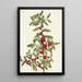 Yaupon Ilex vomitoria - Mary Vaux Walcott — ingelijst kunstwerk aan de muur
