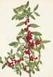 Yaupon Ilex vomitoria - Mary Vaux Walcott — weergave van het kunstwerk