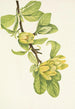 Magnolia cordé Magnolia cordata - Mary Vaux Walcott — artwork view