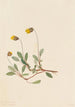 Dryade jaune Dryas drummondii - Mary Vaux Walcott — weergave van het kunstwerk