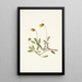 Fleur de dryade jaune Dryas drummondii - Mary Vaux Walcott — ingelijst kunstwerk aan de muur