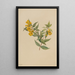 Jasmin geel Gelsemium sempervirens - Mary Vaux Walcott — ingelijst kunstwerk aan de muur