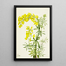 Lupin geel Lupinis arboreus - Mary Vaux Walcott — ingelijst kunstwerk aan de muur