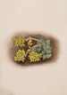 Orpin geel Sedum stenopetalum - Mary Vaux Walcott — weergave van het kunstwerk