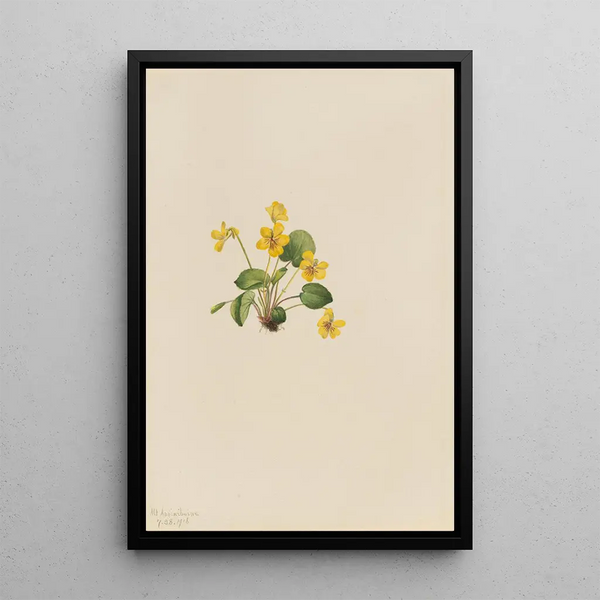 Mary Vaux Walcott - Yellow Violet Viola orbiculata.webp