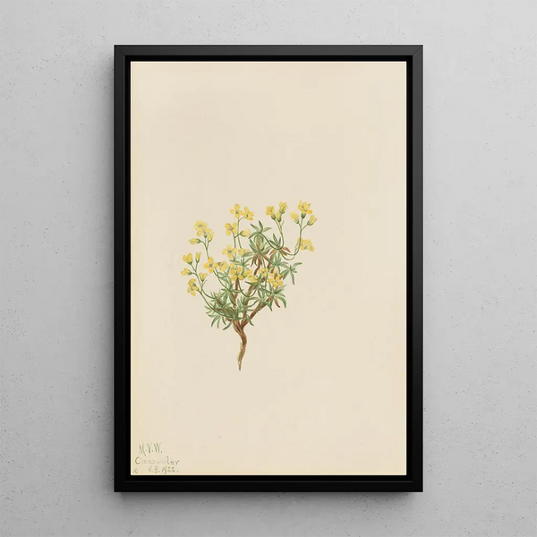 Mary Vaux Walcott - Yellow Willow Grass.webp
