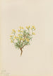Herbe de saule jaune - Mary Vaux Walcott — weergave van het kunstwerk
