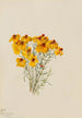 Zinnia Zinnia grandiflora - Mary Vaux Walcott — artwork view