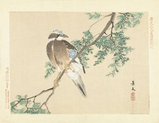 Matsumura Keibun - Eurasian jay.webp