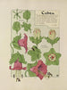 Cobée - Maurice Pillard Verneuil — weergave van het kunstwerk