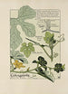 Coloquinte - Maurice Pillard Verneuil — weergave van het kunstwerk