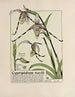 Cypripedium röselii - Maurice Pillard Verneuil — weergave van het kunstwerk