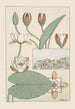 Water Lily - Maurice Pillard Verneuil — artwork view