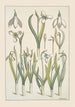 Snowdrop - Maurice Pillard Verneuil — artwork view