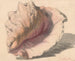 Schelp - Maurits van der Valk — weergave van het kunstwerk
