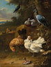 van Poulets et pigeons dans un paysage - Melchior d'Hondecoeter — weergave van het kunstwerk