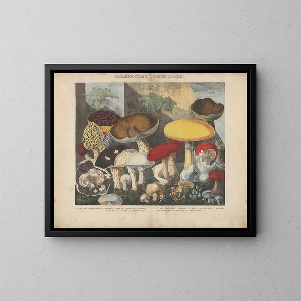 Atlas of suspected edible and poisonous mushrooms Pl01 - Michel Étienne Descourtilz — framed artwork on a wall