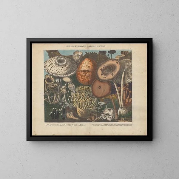 Atlas of Suspect and Poisonous Edible Mushrooms Pl02 - Michel Étienne Descourtilz — framed artwork on a wall