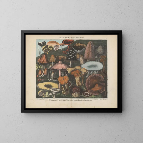 Atlas of Suspect and Poisonous Edible Mushrooms Pl04 - Michel Étienne Descourtilz — framed artwork on a wall