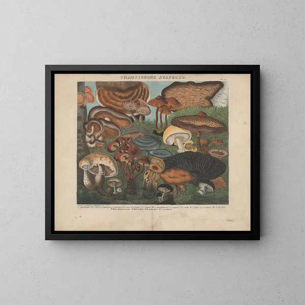 Atlas of suspect and poisonous edible mushrooms Pl05 - Michel Étienne Descourtilz — framed artwork on a wall