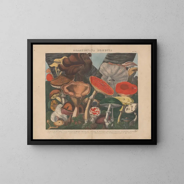 Atlas of suspected edible and poisonous mushrooms Pl07 - Michel Étienne Descourtilz — framed artwork on a wall