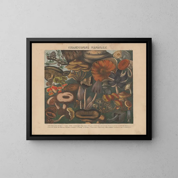 Atlas of suspected edible and poisonous mushrooms Pl09 - Michel Étienne Descourtilz — framed artwork on a wall