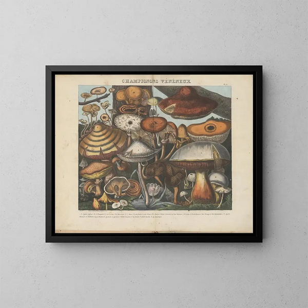 Atlas of suspected edible and poisonous mushrooms Pl10 - Michel Étienne Descourtilz — framed artwork on a wall
