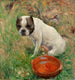 Mijn hond - Karl Georg Arsenius — weergave van het kunstwerk