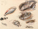 Studie van vissen in Venetië - Myles Birket Foster — weergave van het kunstwerk