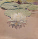 Witte Waterlelie - George Walter Dawson — weergave van het kunstwerk