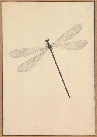 Nicolaas Struyk - A Dragonfly.webp