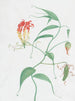 Lys grimpant Gloriosa superba - Nicolas Robert — weergave van het kunstwerk