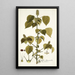 Acalypha alopecuroidea - Nikolaus Joseph Freiherr von Jacquin | Reproduction — ingelijst kunstwerk aan de muur