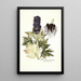 Aconitum tauricum - Nikolaus Joseph Freiherr von Jacquin — ingelijst kunstwerk aan de muur