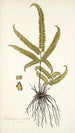 Adiantum striatum - Nikolaus Joseph Freiherr von Jacquin — weergave van het kunstwerk