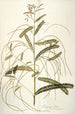 Aeschynomene bispinosa - Nikolaus Joseph Freiherr von Jacquin — weergave van het kunstwerk
