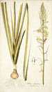 Albuca abyssinica - Nikolaus Joseph Freiherr von Jacquin — weergave van het kunstwerk