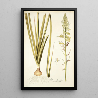 Nikolaus Joseph Freiherr von Jacquin - Albuca abyssinica.webp