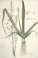Albuca altissima - Nikolaus Joseph Freiherr von Jacquin — weergave van het kunstwerk