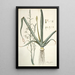 Albuca altissima - Nikolaus Joseph Freiherr von Jacquin — ingelijst kunstwerk aan de muur