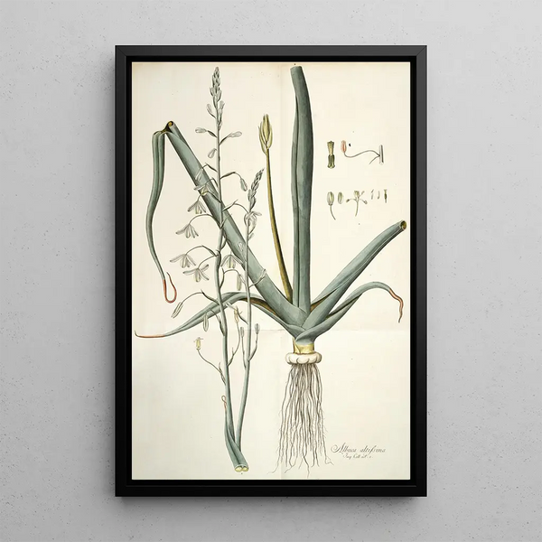 Nikolaus Joseph Freiherr von Jacquin - Albuca altissima.webp