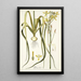 Albuca aurea - Nikolaus Joseph Freiherr von Jacquin — ingelijst kunstwerk aan de muur