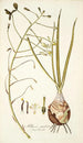 Albuca caudata - Nikolaus Joseph Freiherr von Jacquin — weergave van het kunstwerk