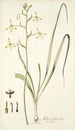 Albuca flaccida - Nikolaus Joseph Freiherr von Jacquin — weergave van het kunstwerk