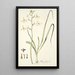 Albuca flaccida - Nikolaus Joseph Freiherr von Jacquin — ingelijst kunstwerk aan de muur